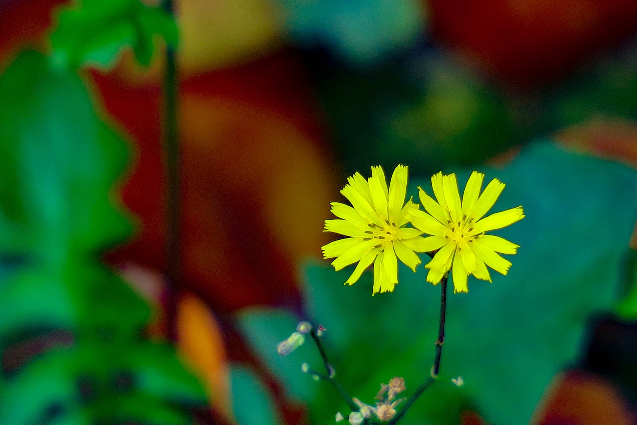 nature  plant  flower free photo