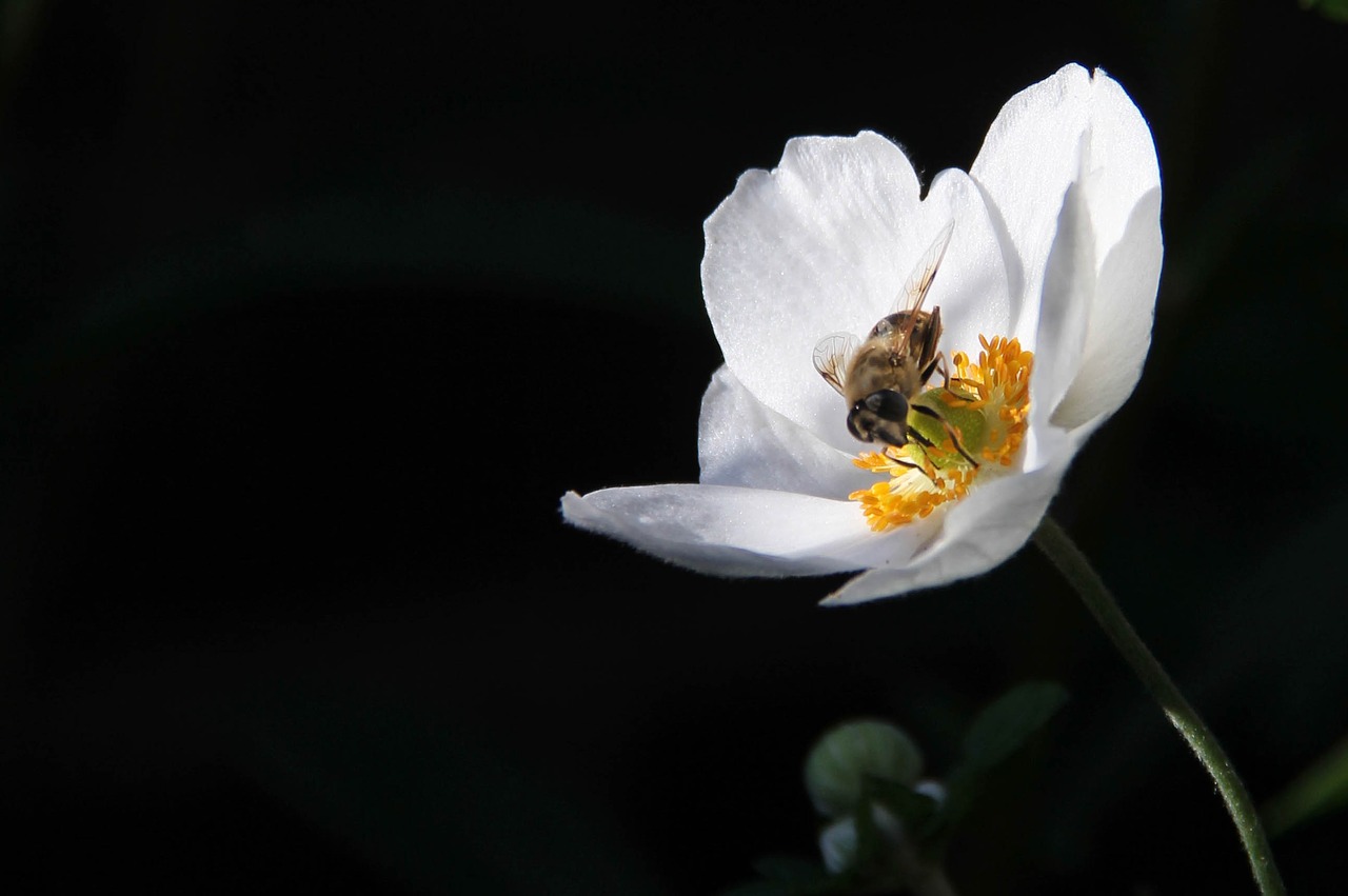 nature  plant  garden free photo