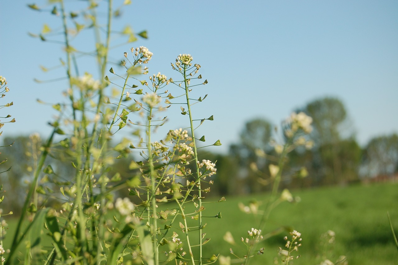 nature  summer  flower free photo