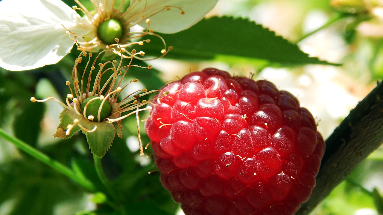 nature  fruit  leaf plants free photo