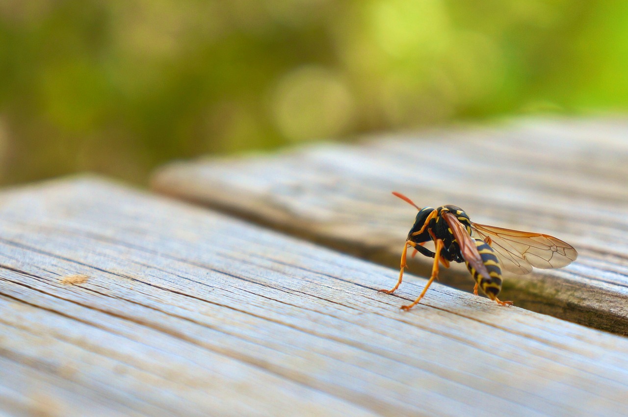 nature  insect  wasp free photo