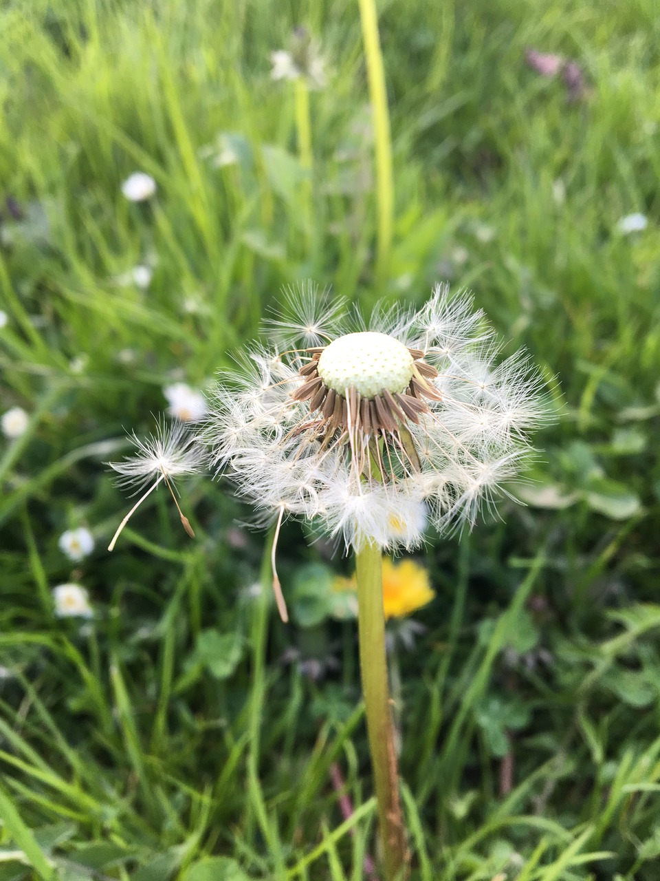 nature  grass  summer free photo