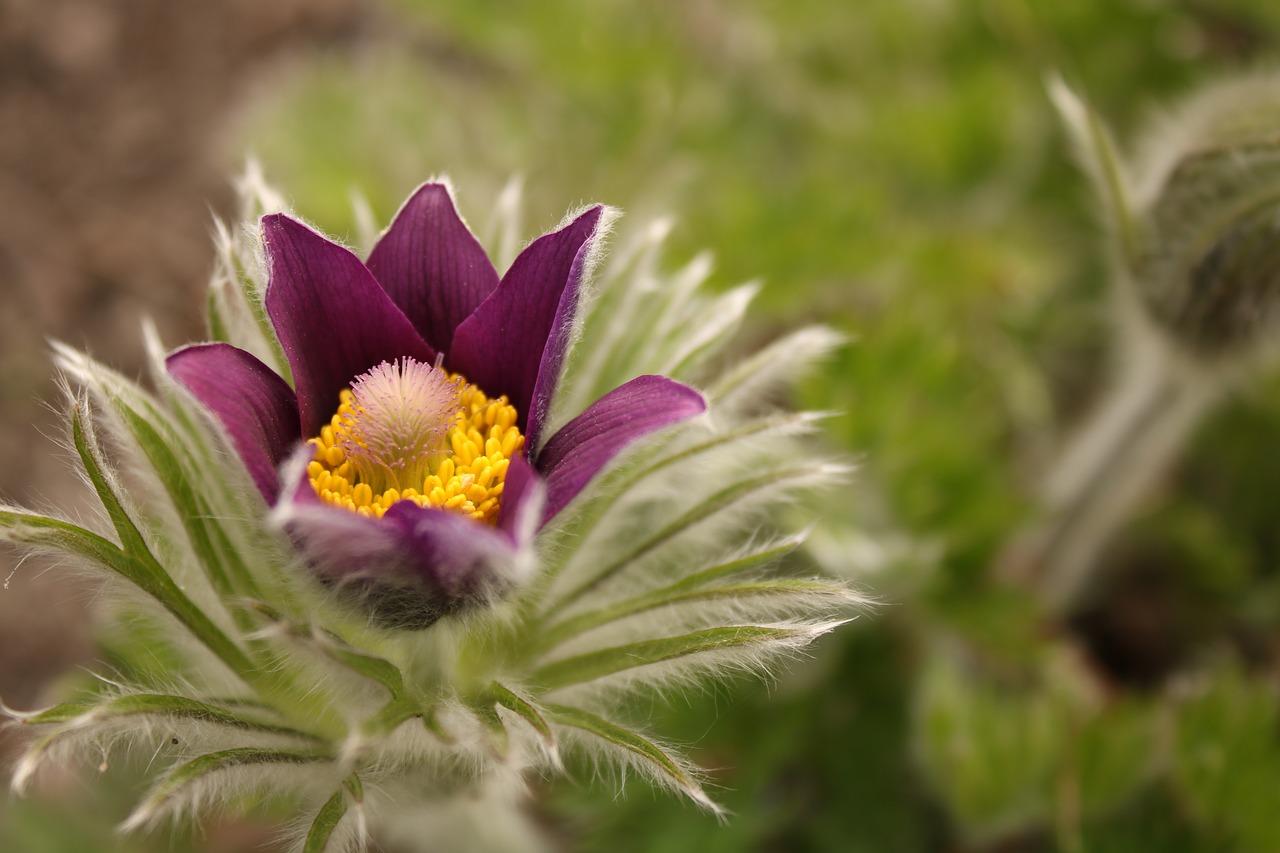 nature  flower  plant free photo