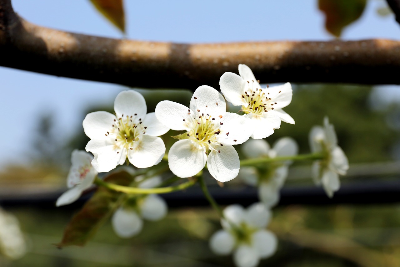 nature  flowers  wood free photo