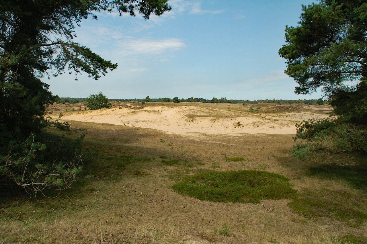 nature  appelscha  netherlands free photo