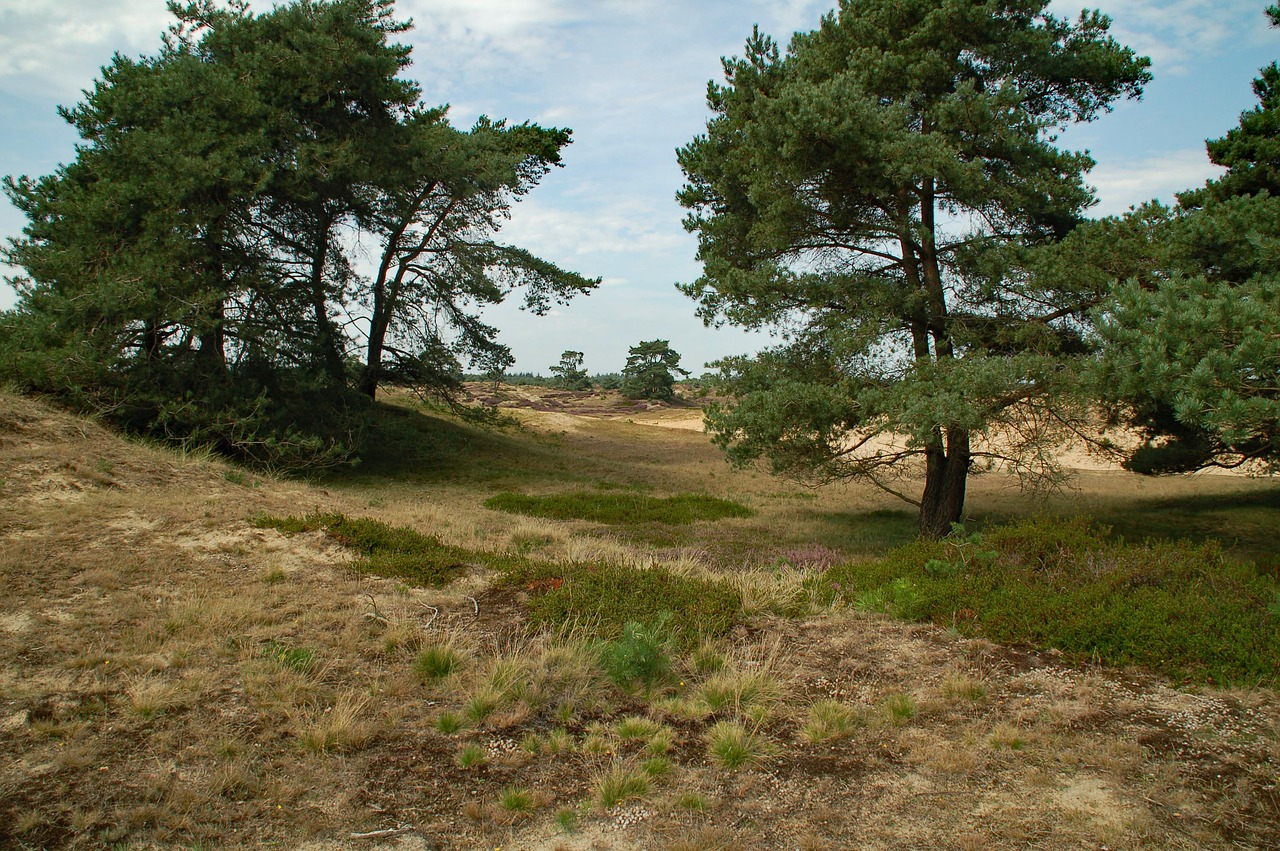 nature  landscape  trees free photo