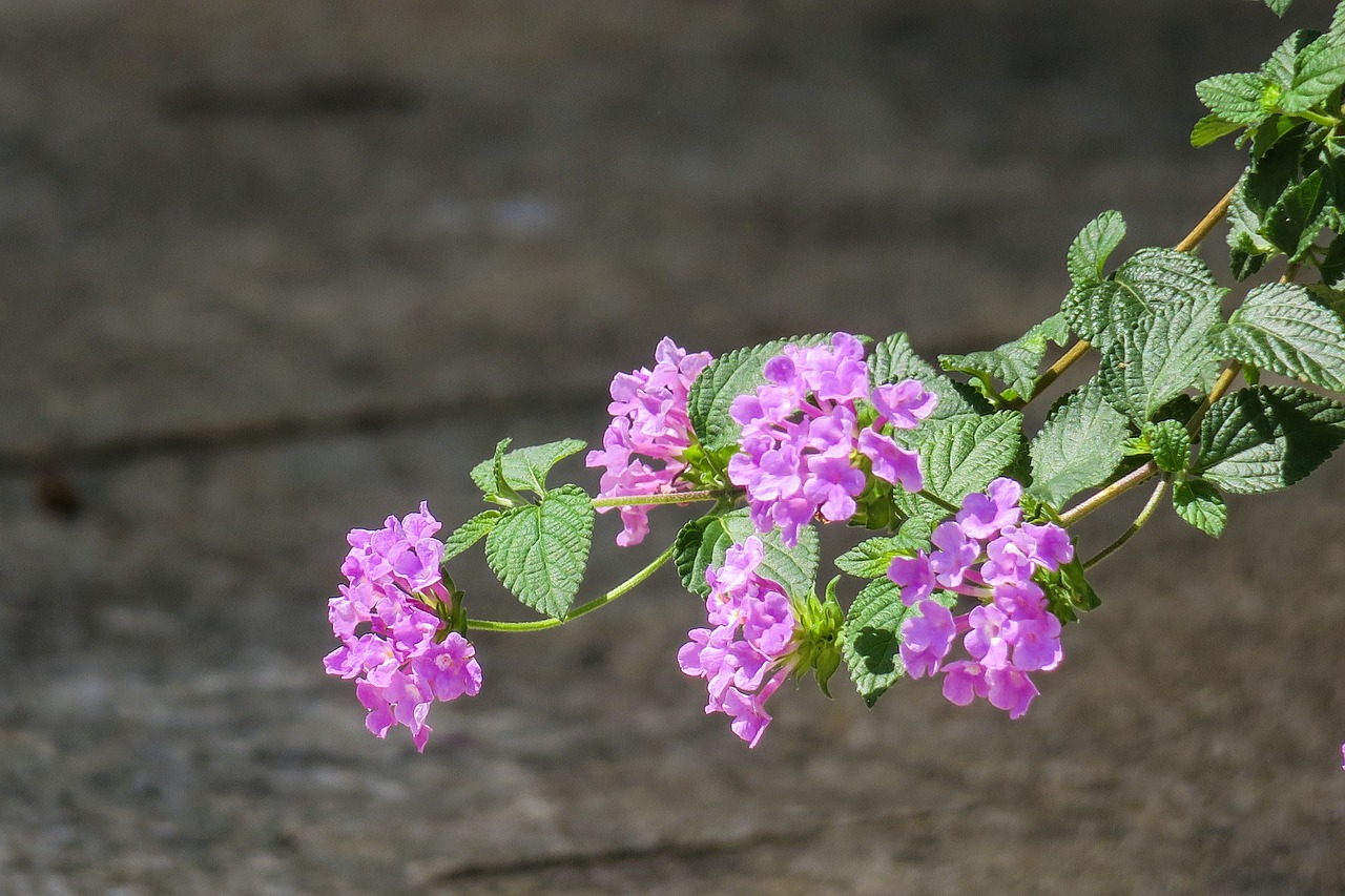 nature  flower  plant free photo