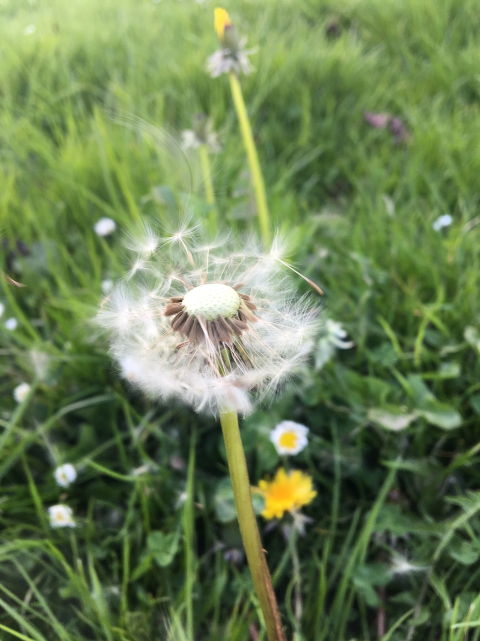 nature  dandelion  grass free photo