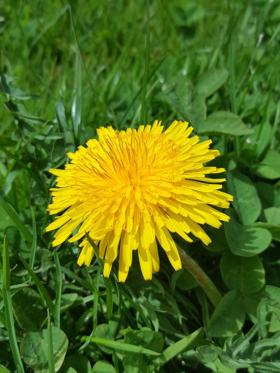 nature  flower  plant free photo