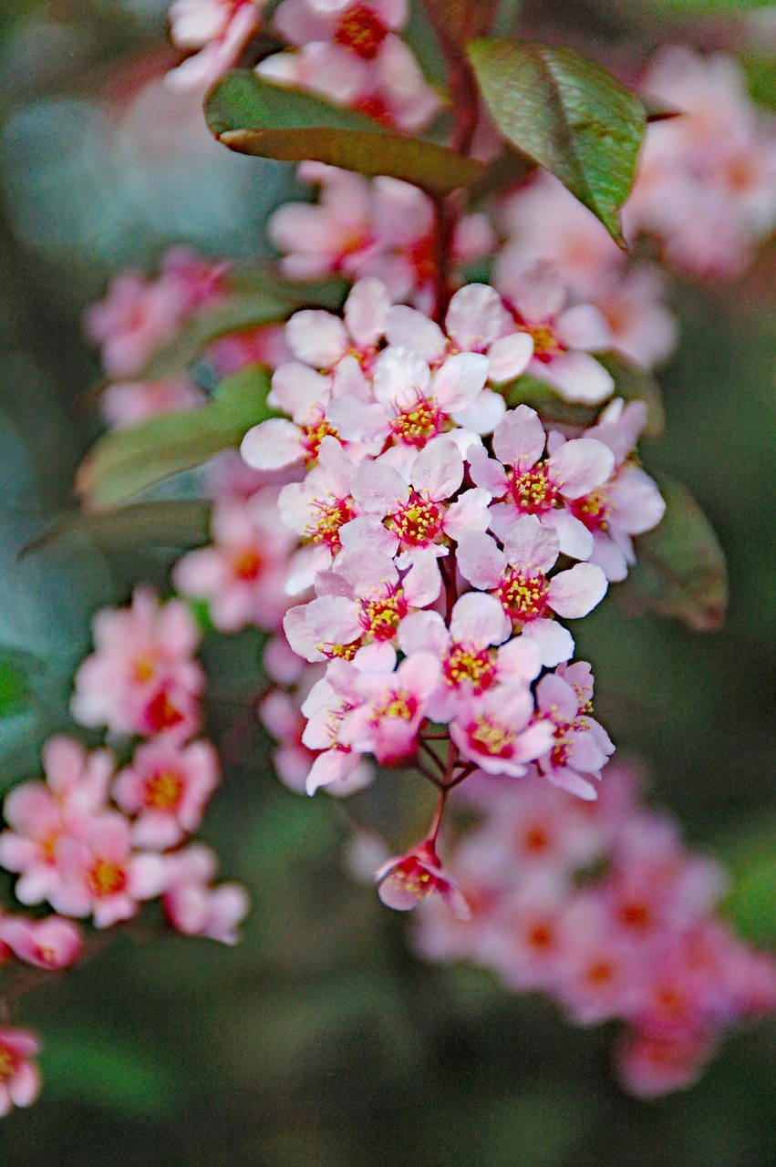 nature  plant  garden free photo