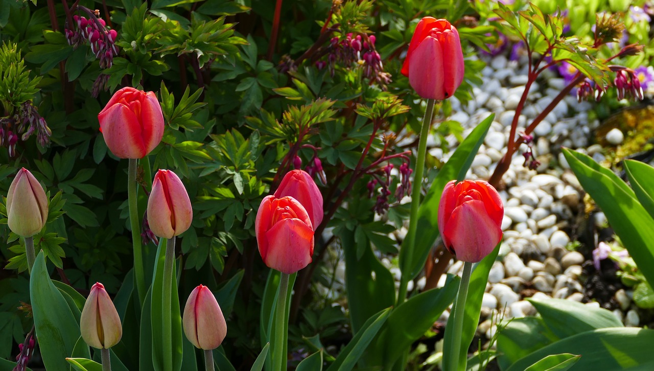 nature  flowers  tulips free photo