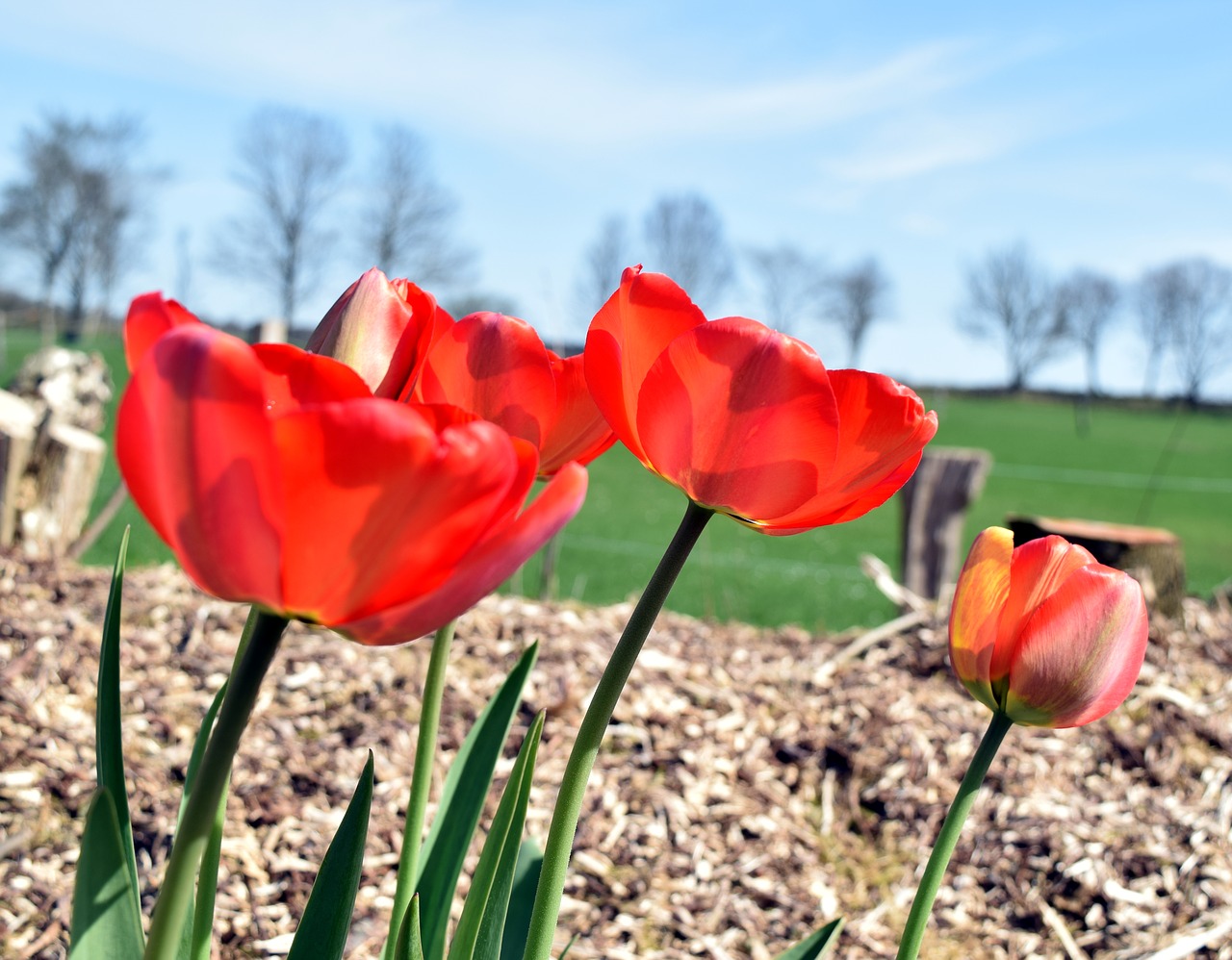 nature  tulip  flower free photo