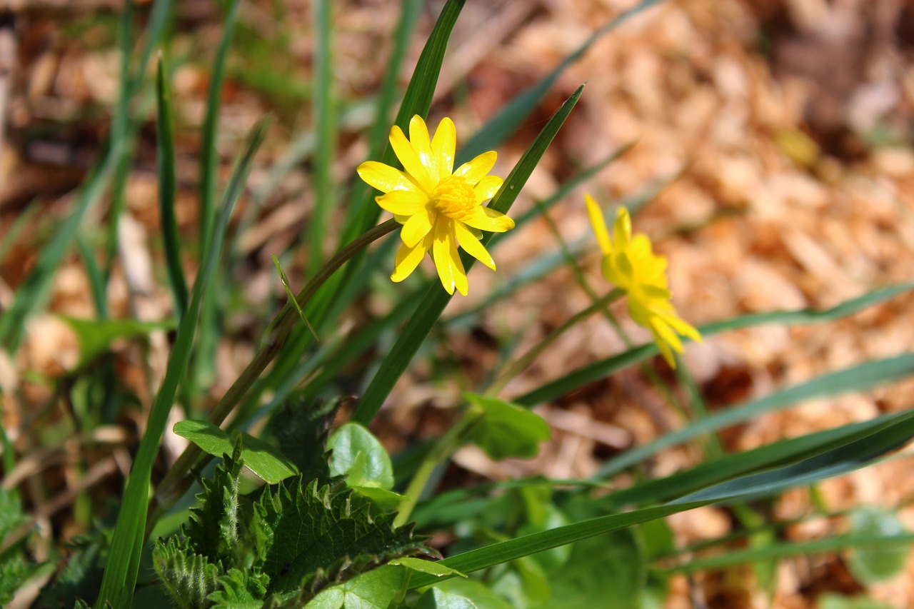 nature  plant  leaf free photo