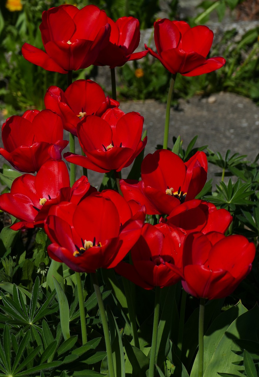 nature  flowers  red free photo