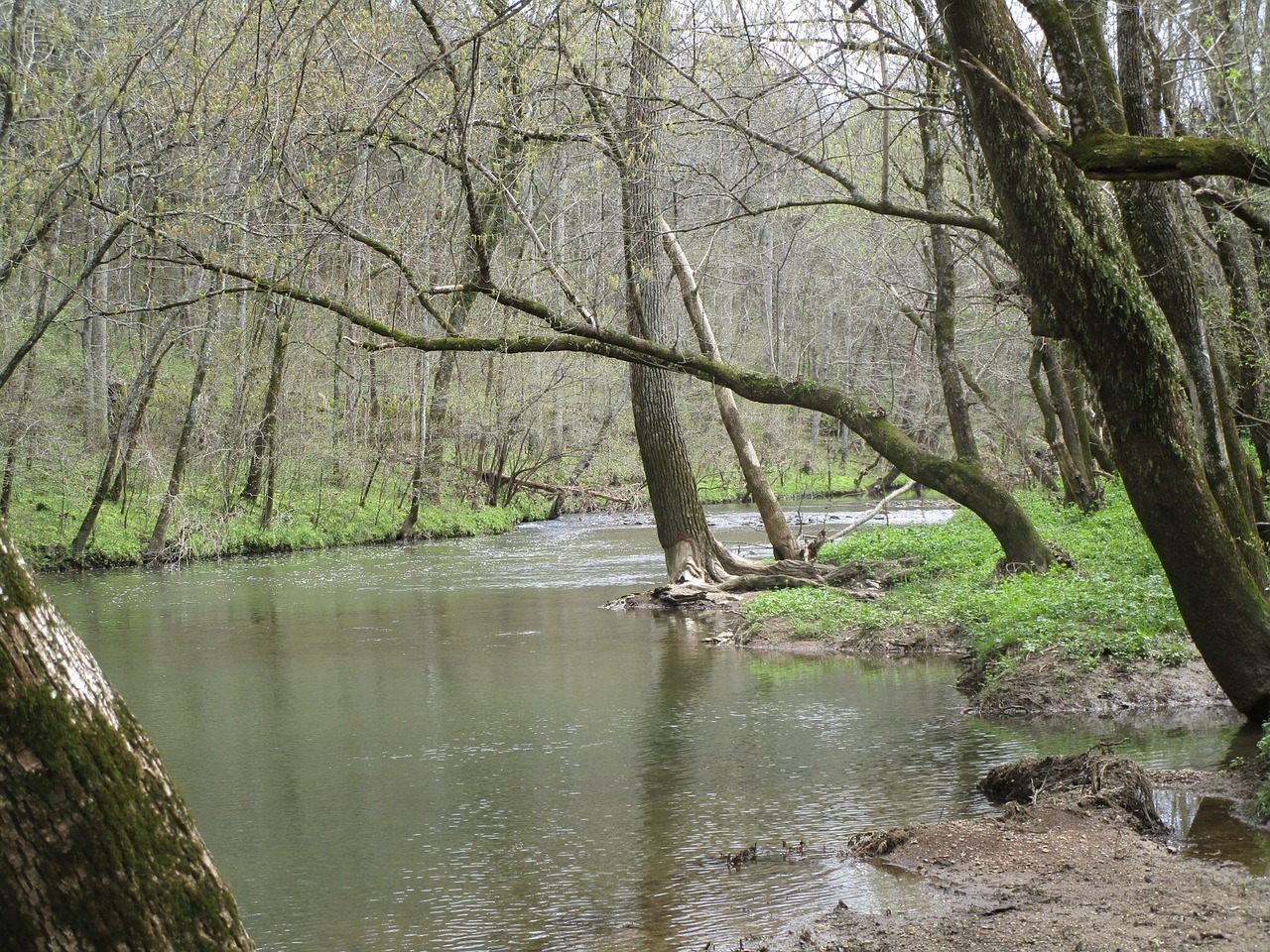 nature  tree  water free photo