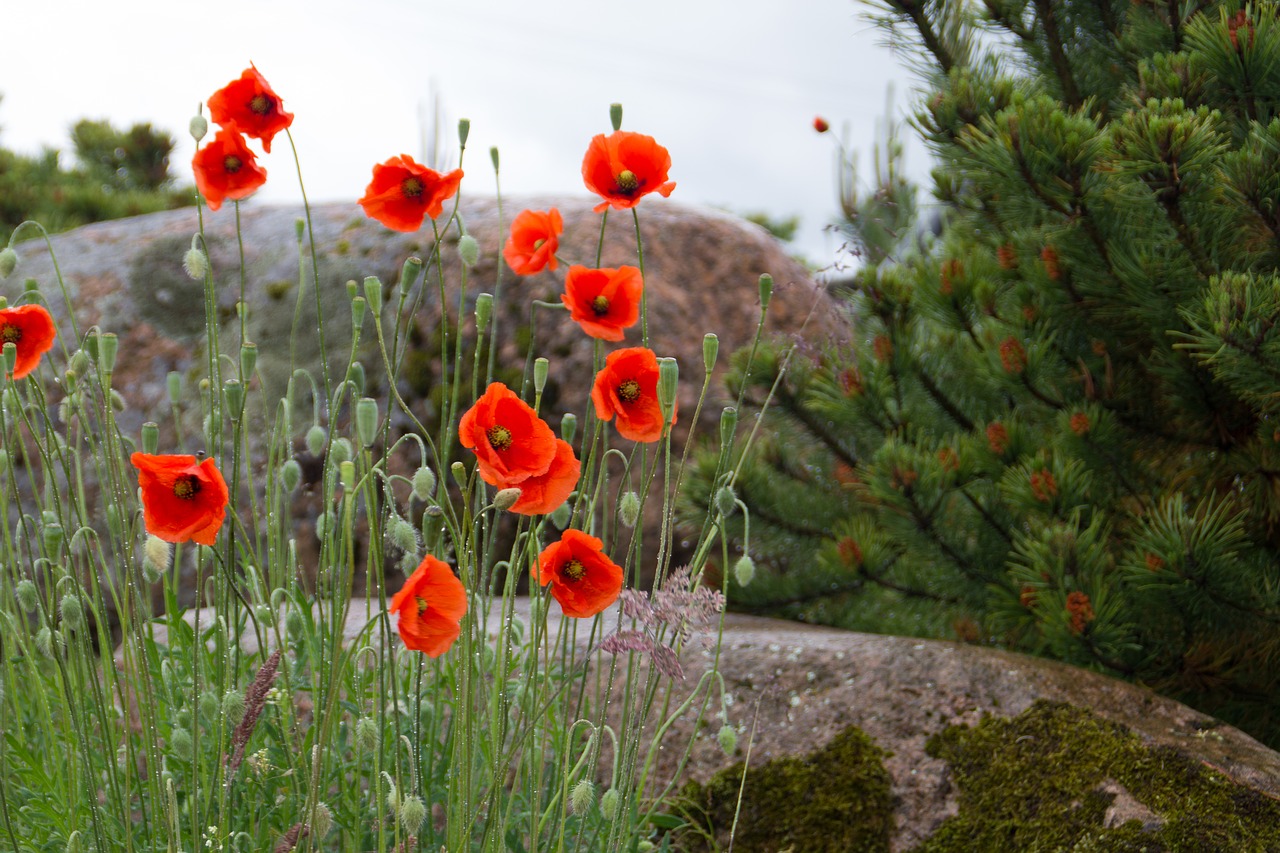 nature  flora  flower free photo