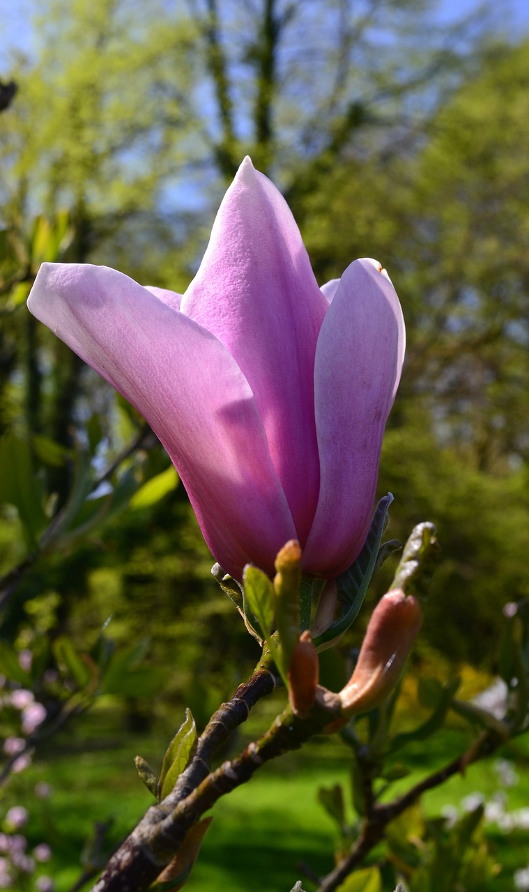 nature  flower  plant free photo