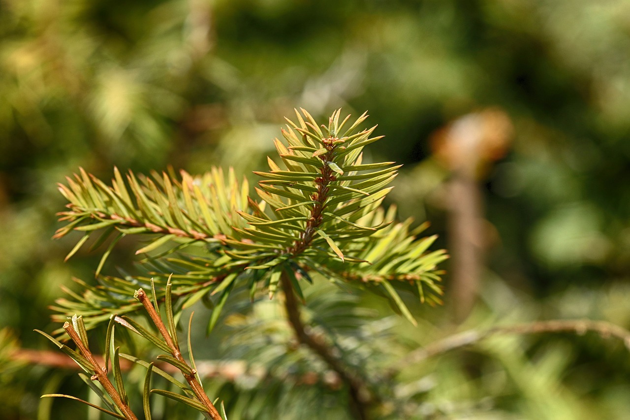 nature  pine  needle free photo