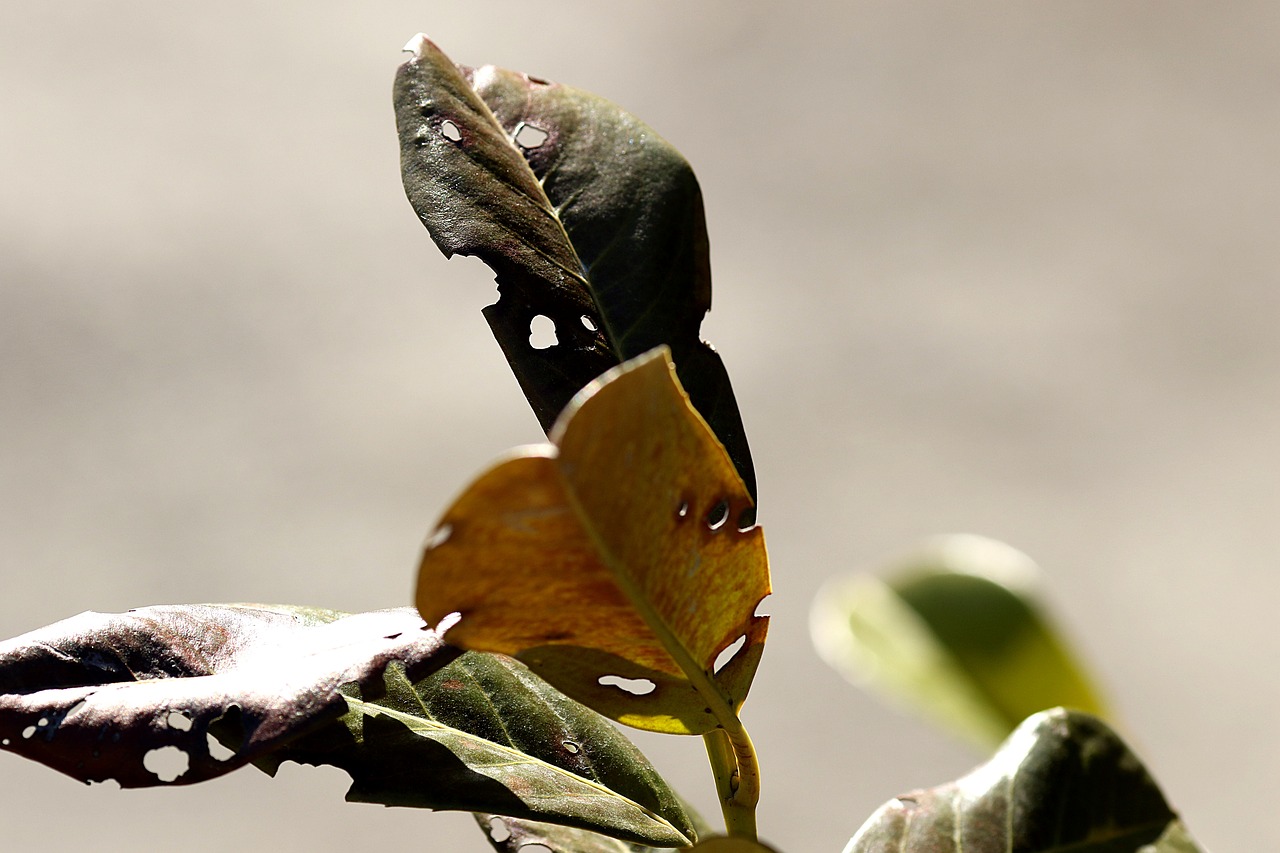 nature  leaf  outdoors free photo