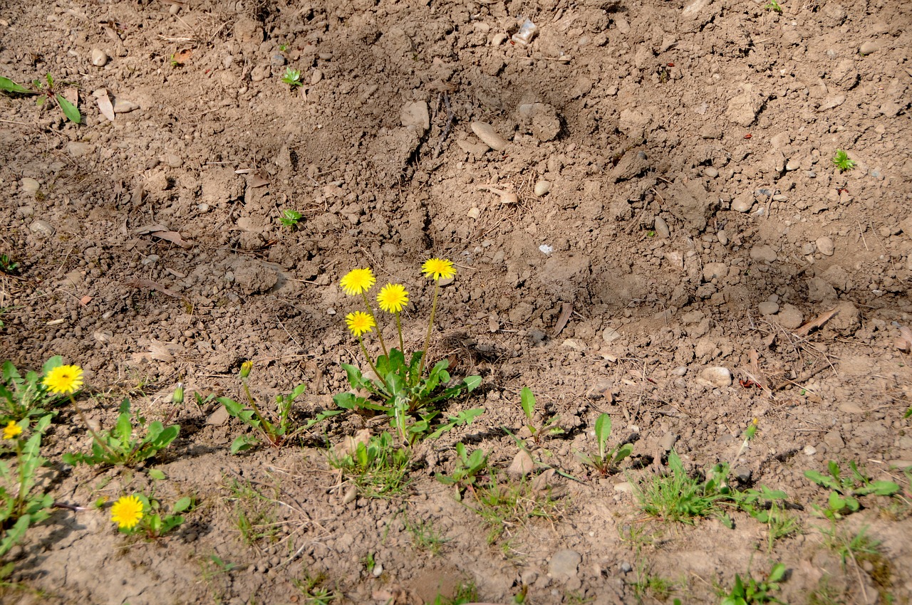 nature  flowers  yellow free photo