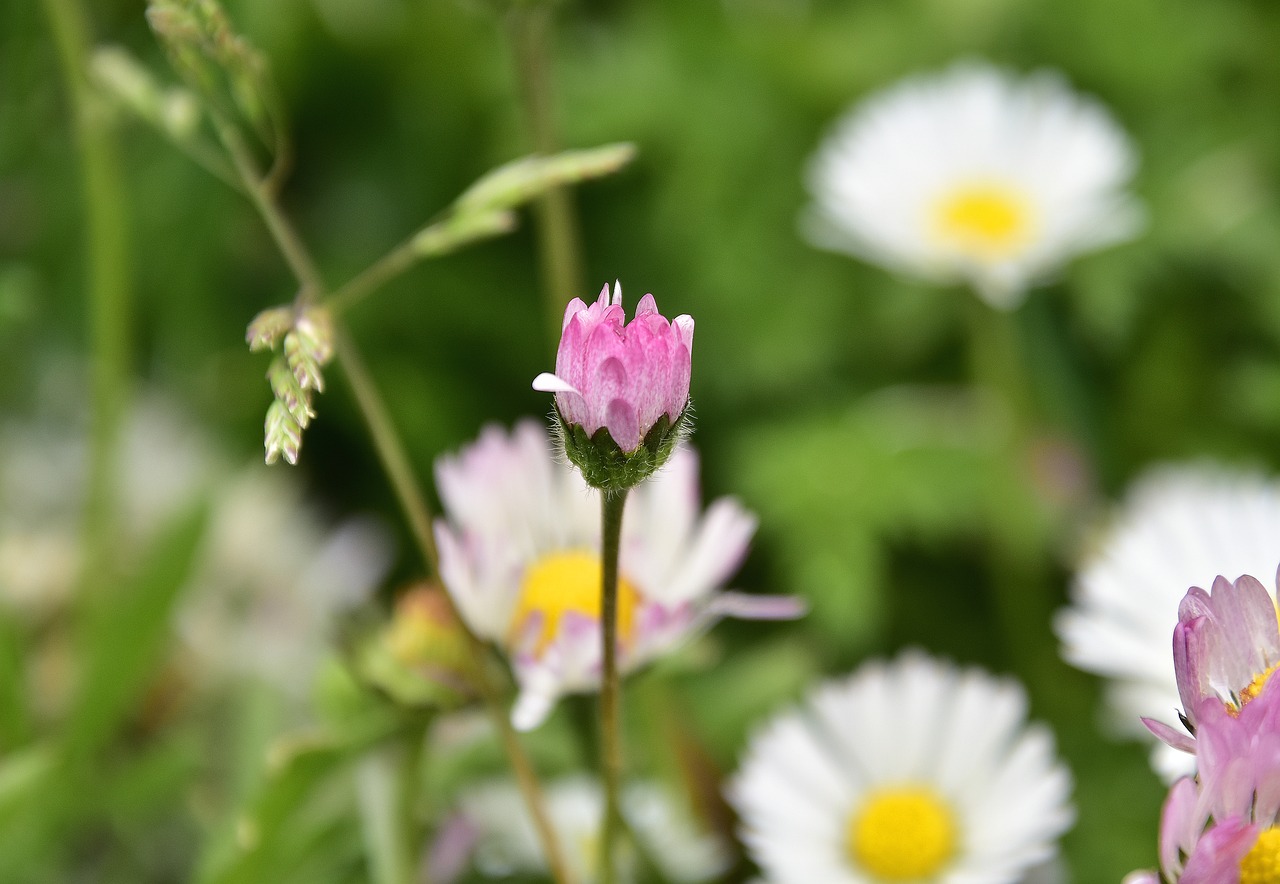 nature  plant  flower free photo