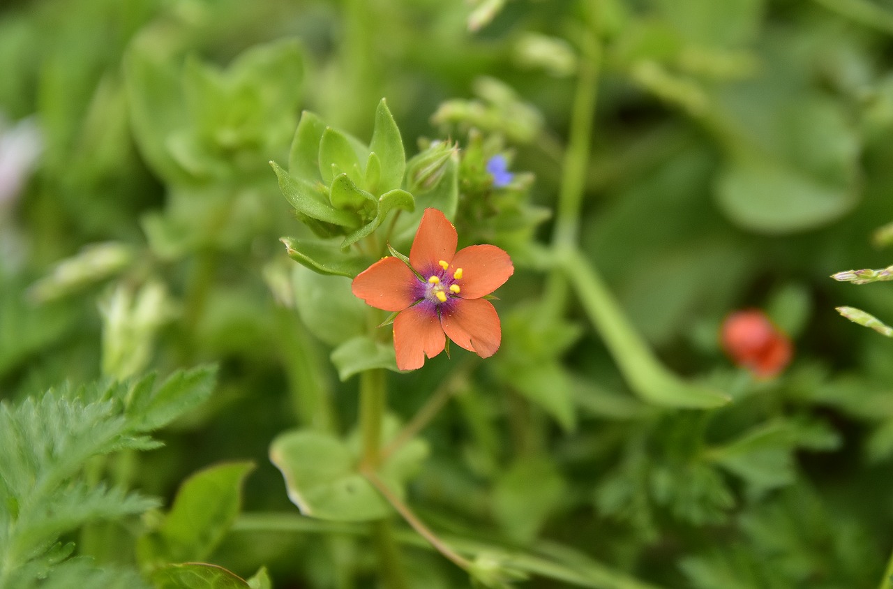 nature  flower  plant free photo