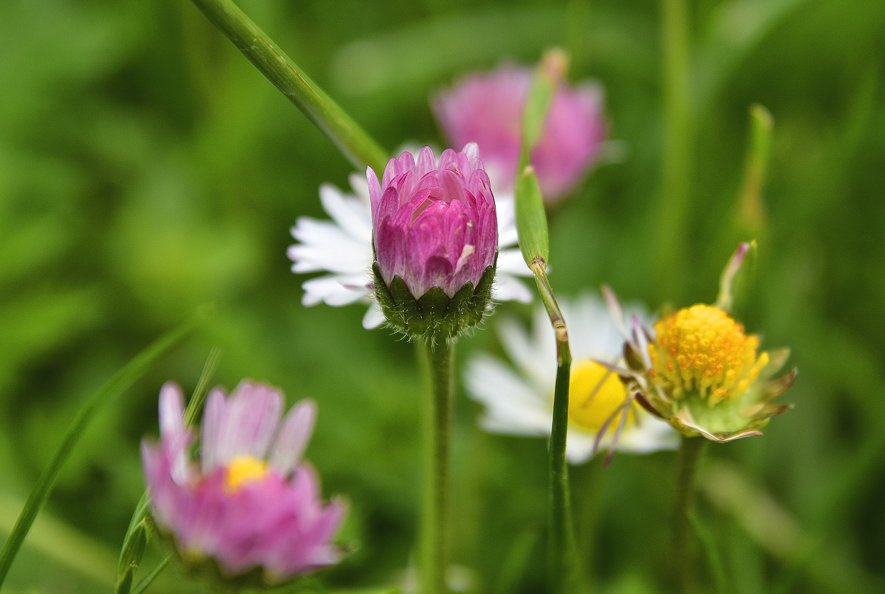 nature  flower  plant free photo