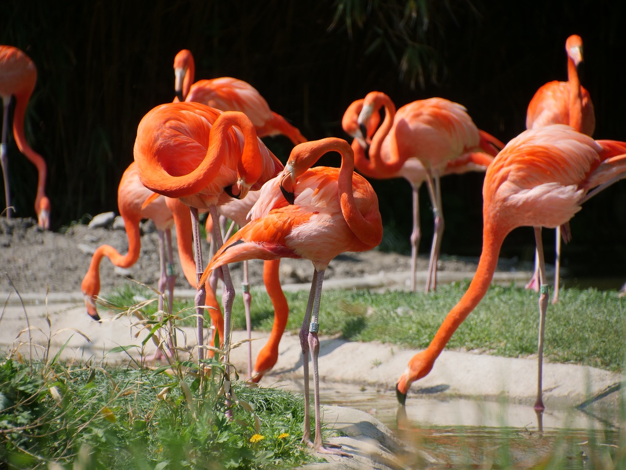 nature  flamingo  red flamingo free photo