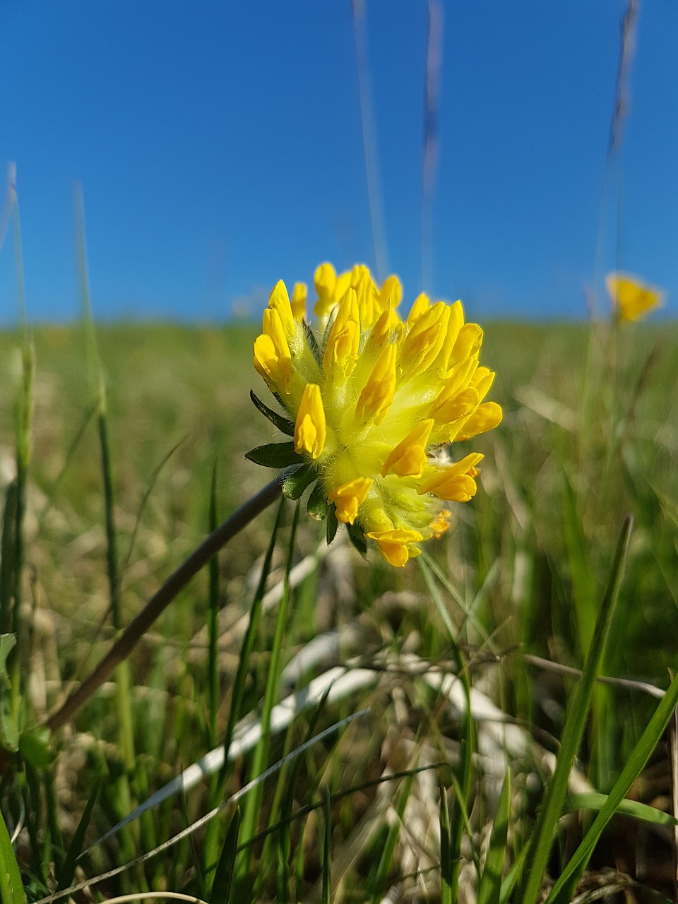 nature  flower  field free photo