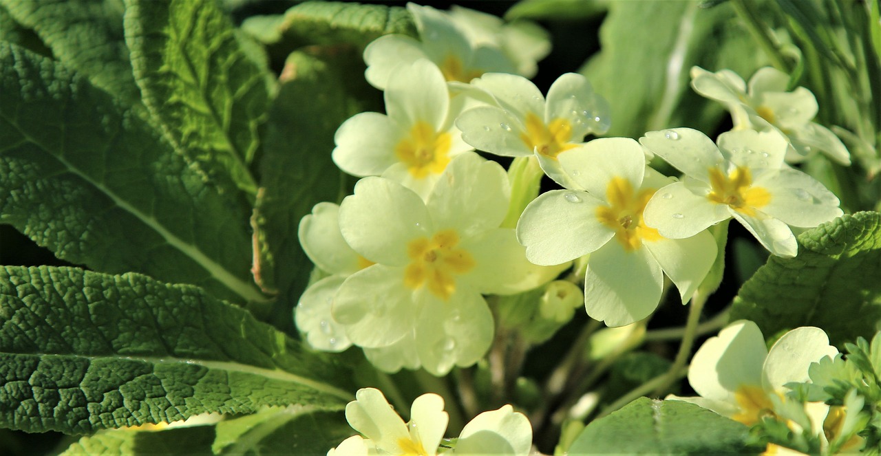 nature  flora  flower free photo