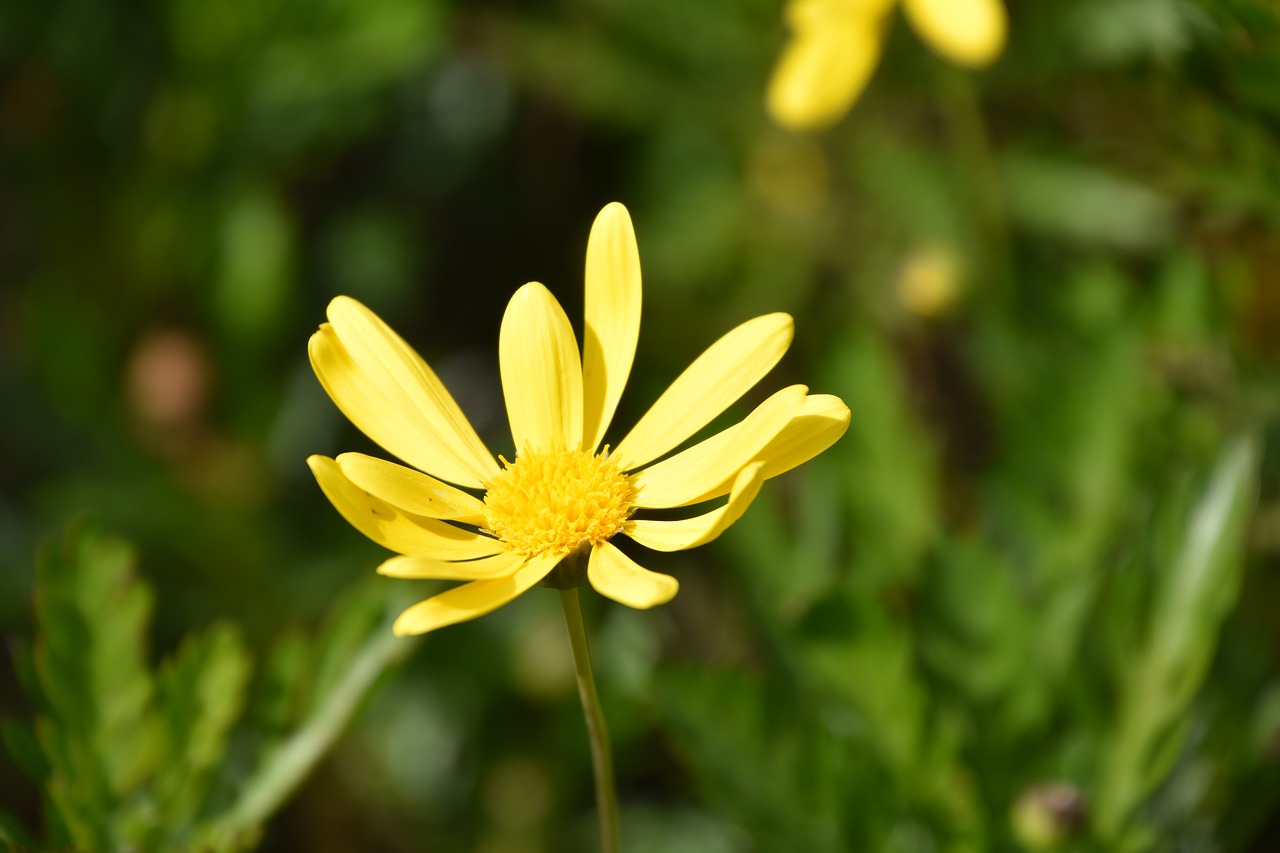 nature  plant  flower free photo