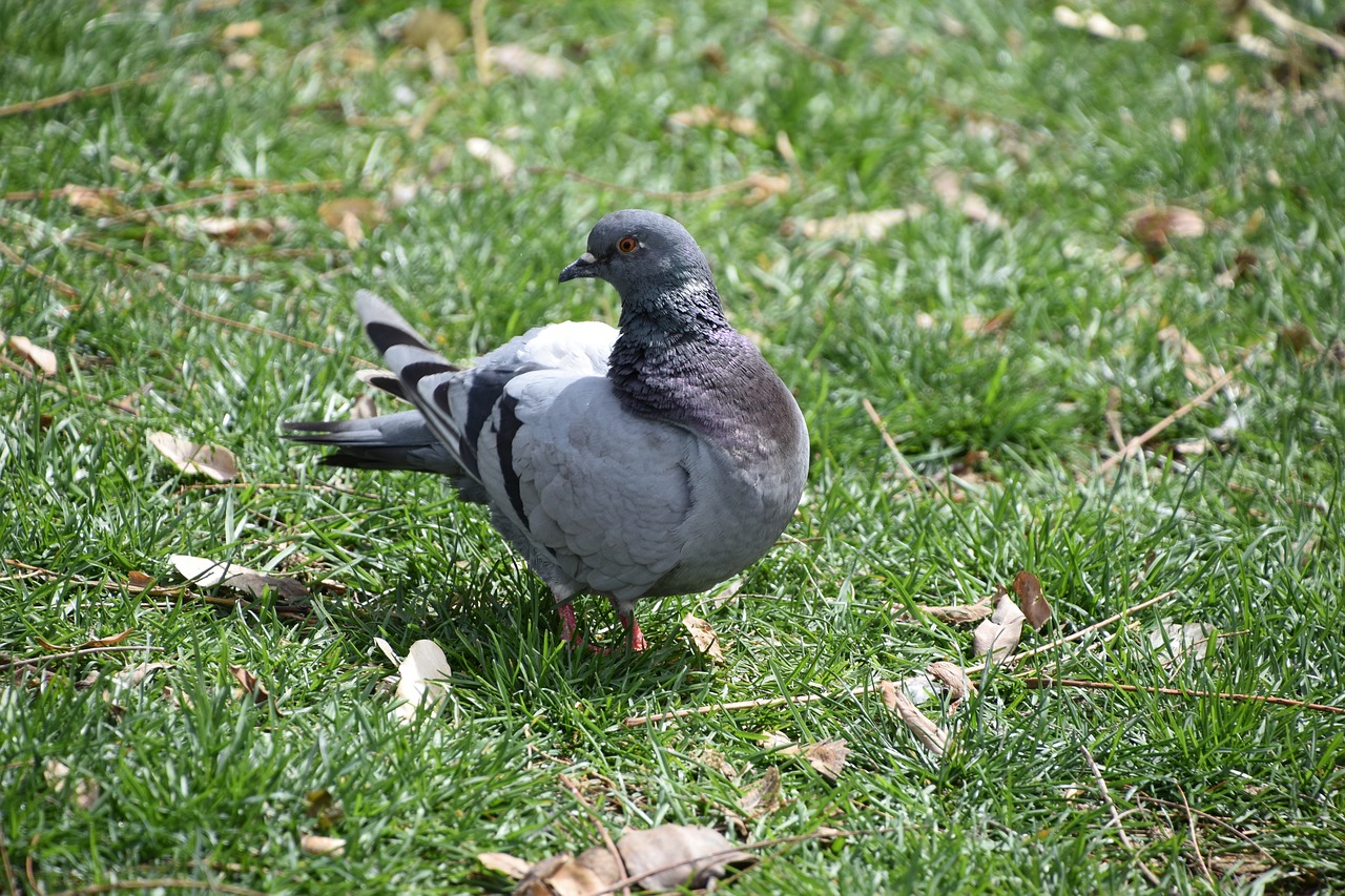 nature  lawn  bird free photo