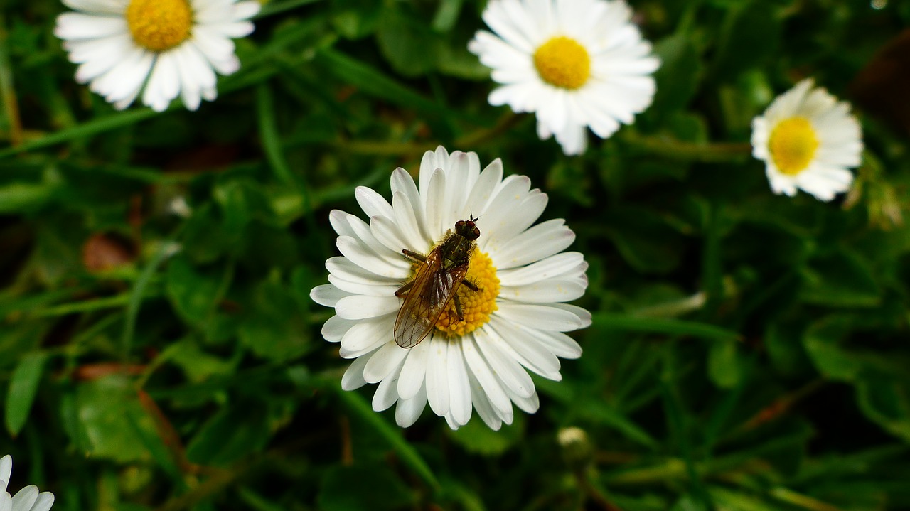 nature  plant  flower free photo