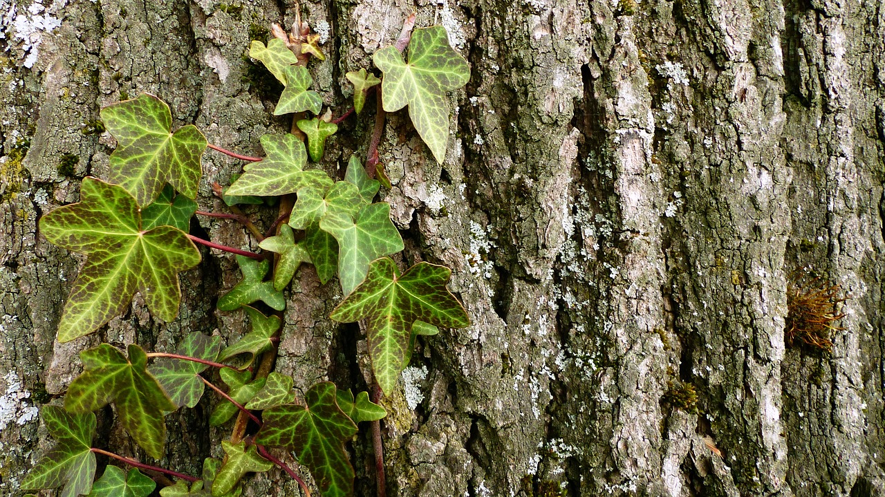 nature  tree  leaf free photo