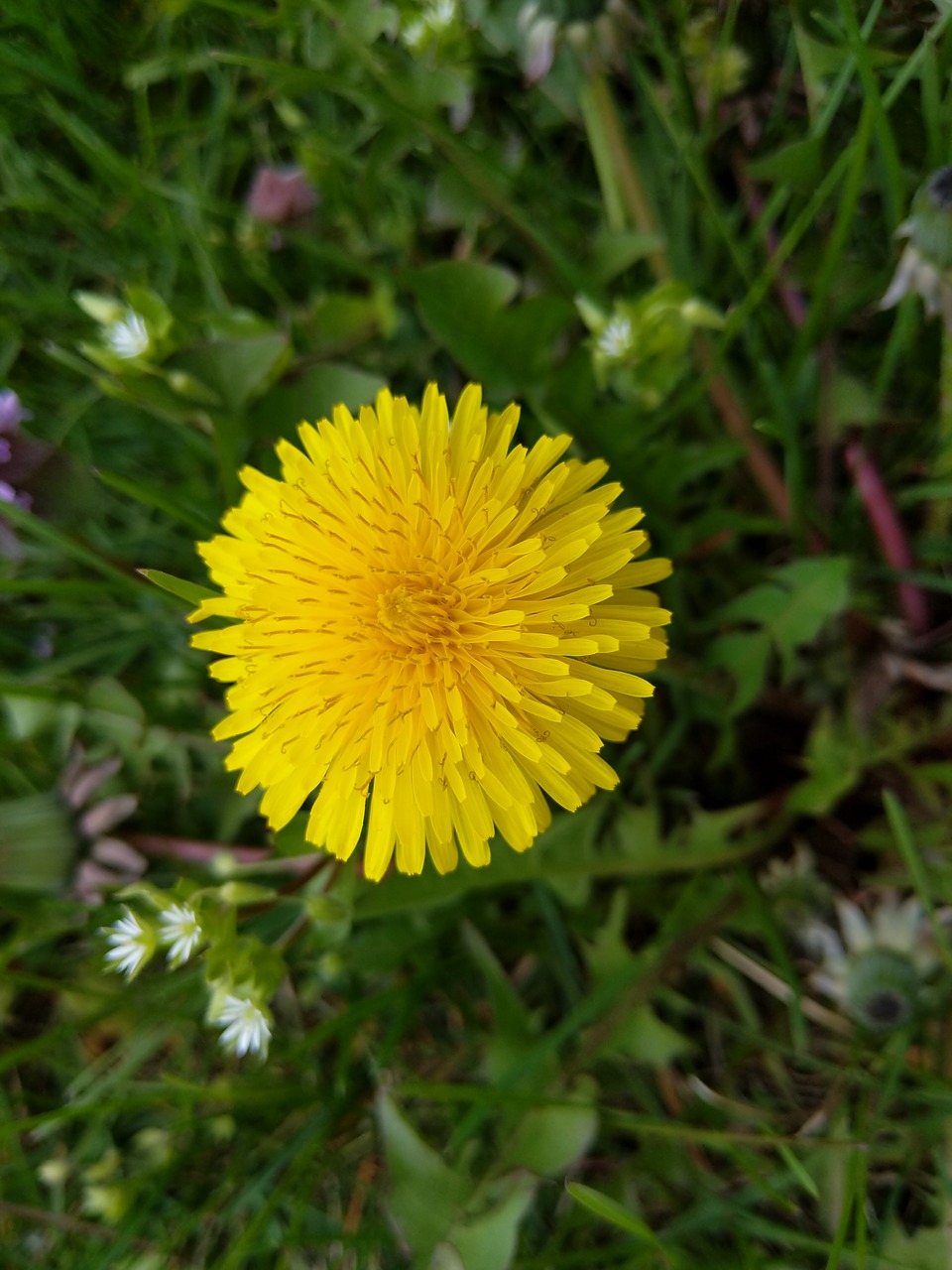 nature  flower  plant free photo