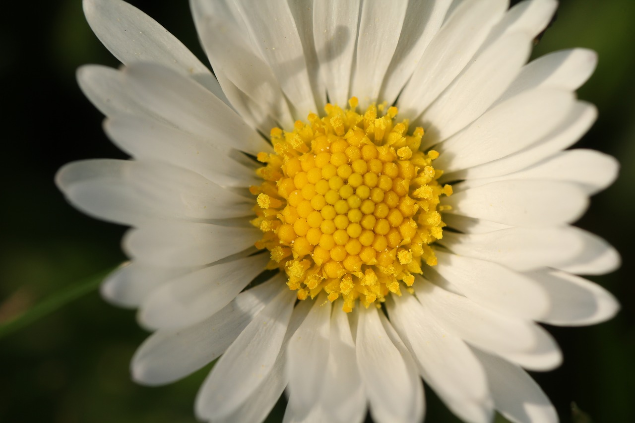 nature  flower  plant free photo