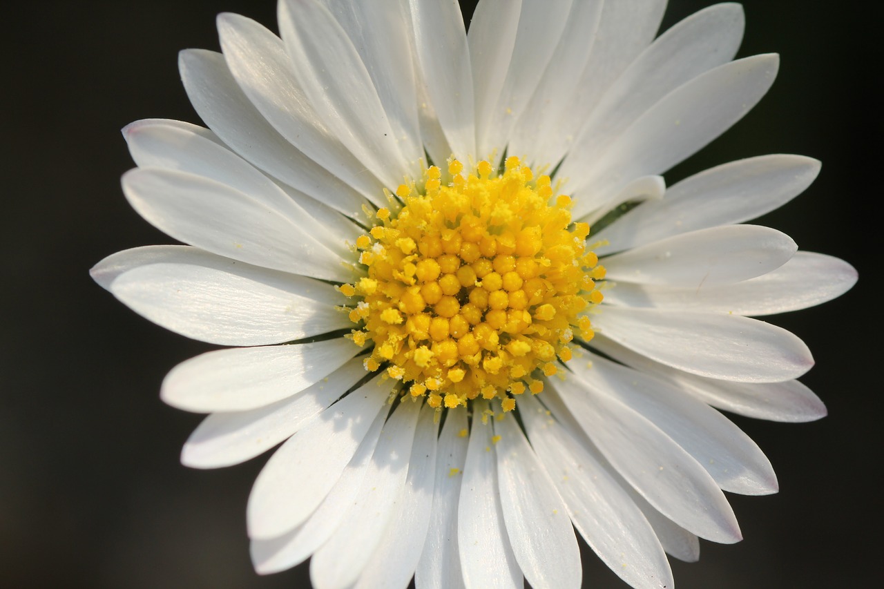 nature  flower  plant free photo