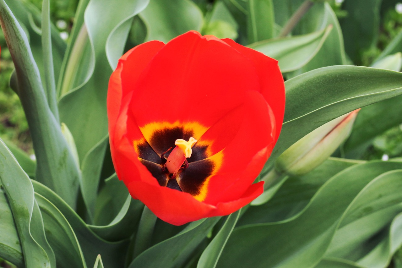 nature  tulip  flower free photo