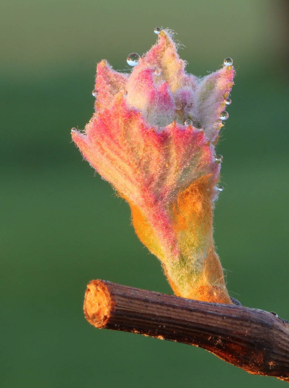 nature  close up  grape free photo