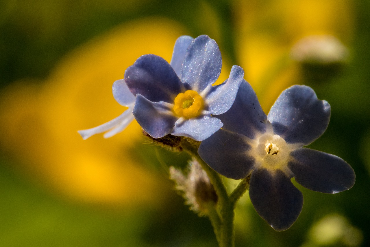 nature  flower  plant free photo