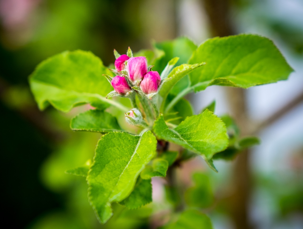 nature  plant  leaf free photo