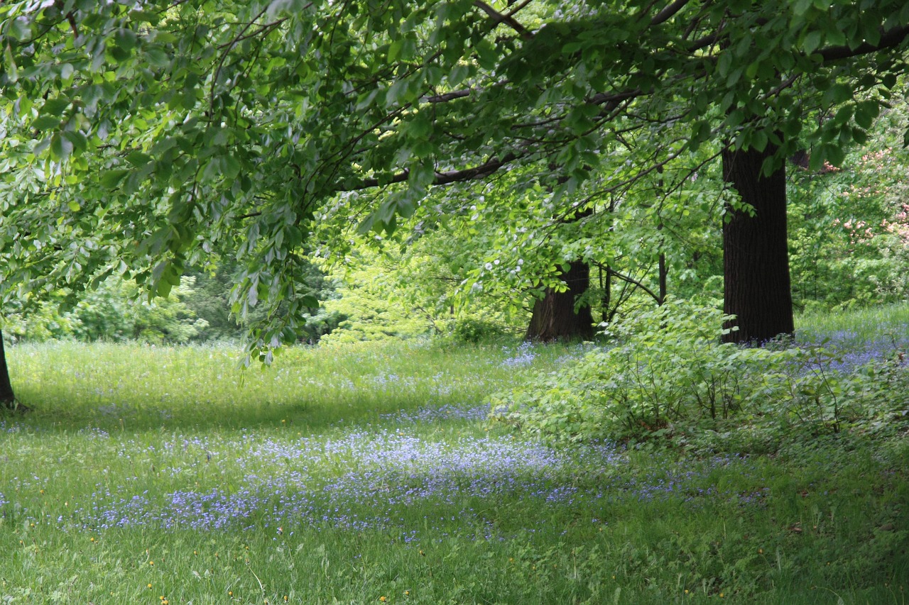 nature  tree  landscape free photo