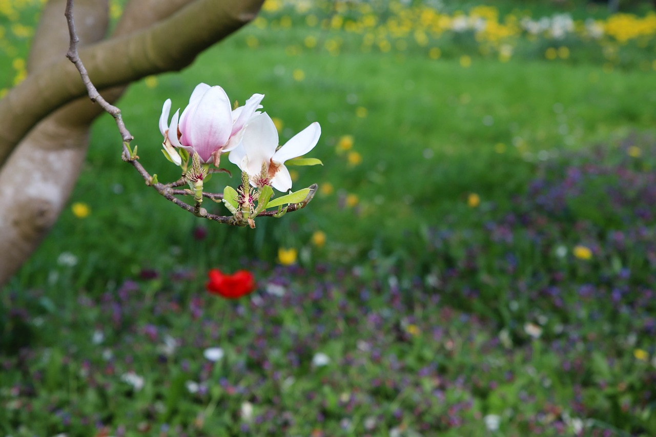 nature  plant  outdoor free photo