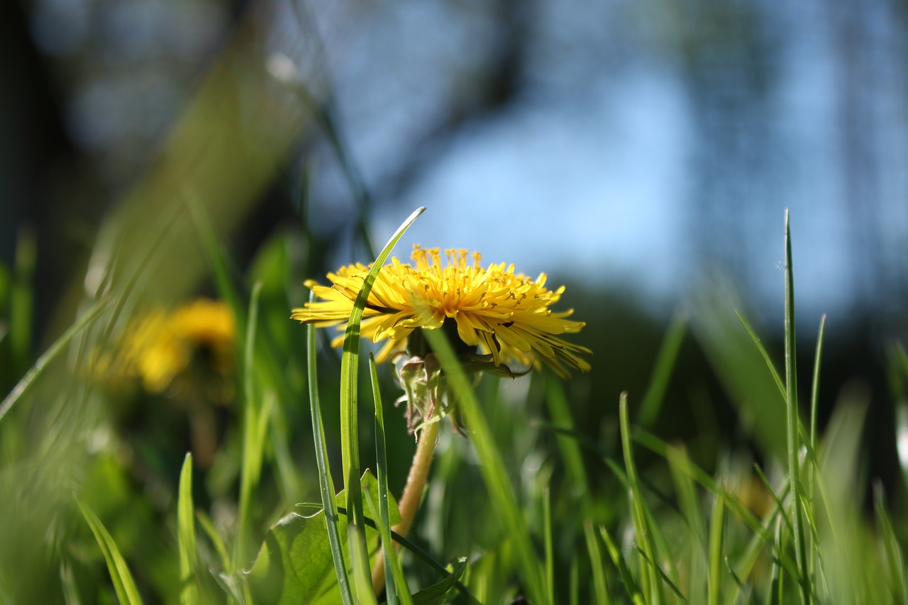 nature  plant  lawn free photo