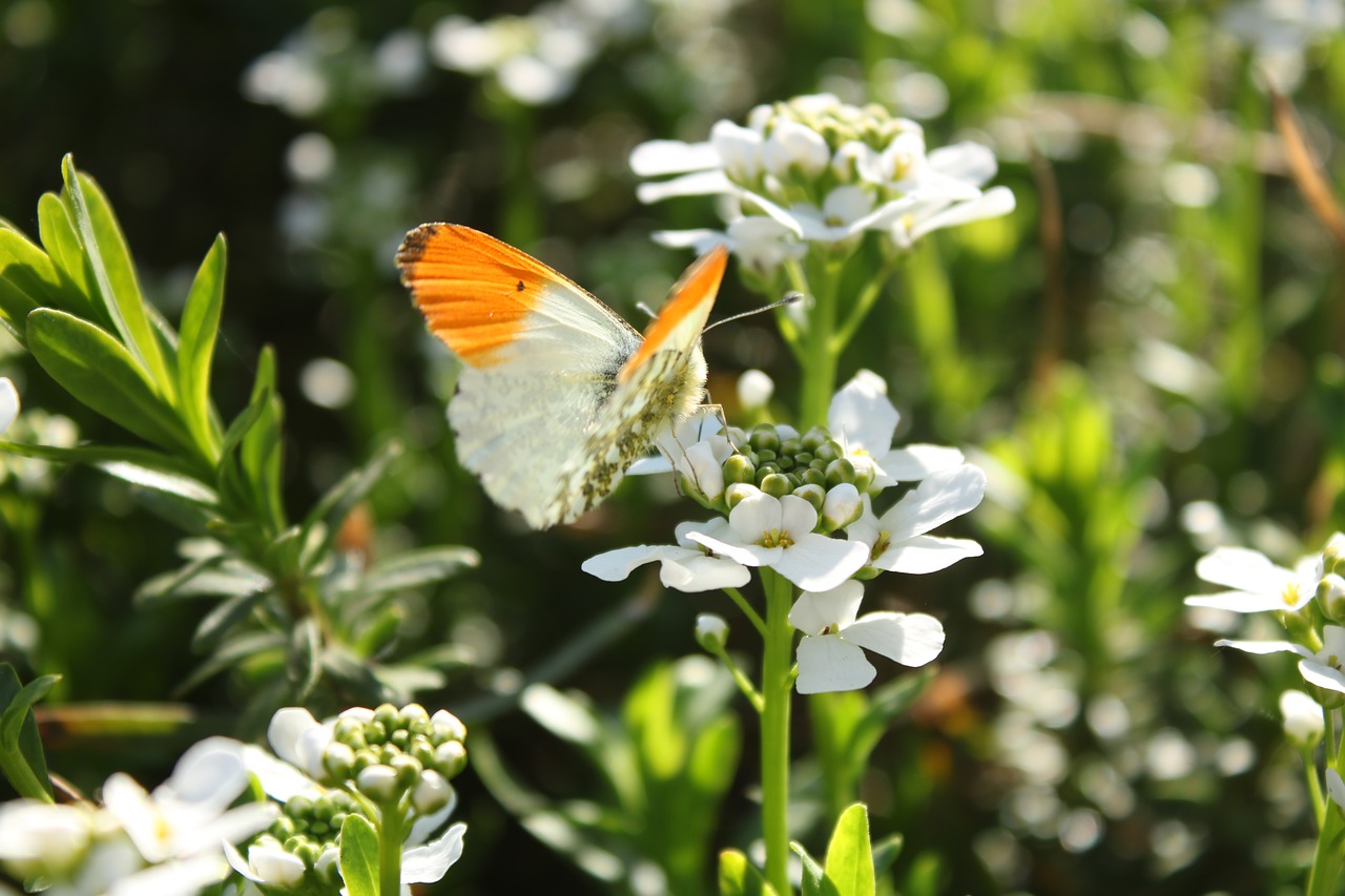 nature  flower  plant free photo