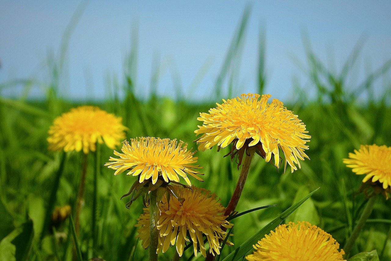 nature  plant  field free photo