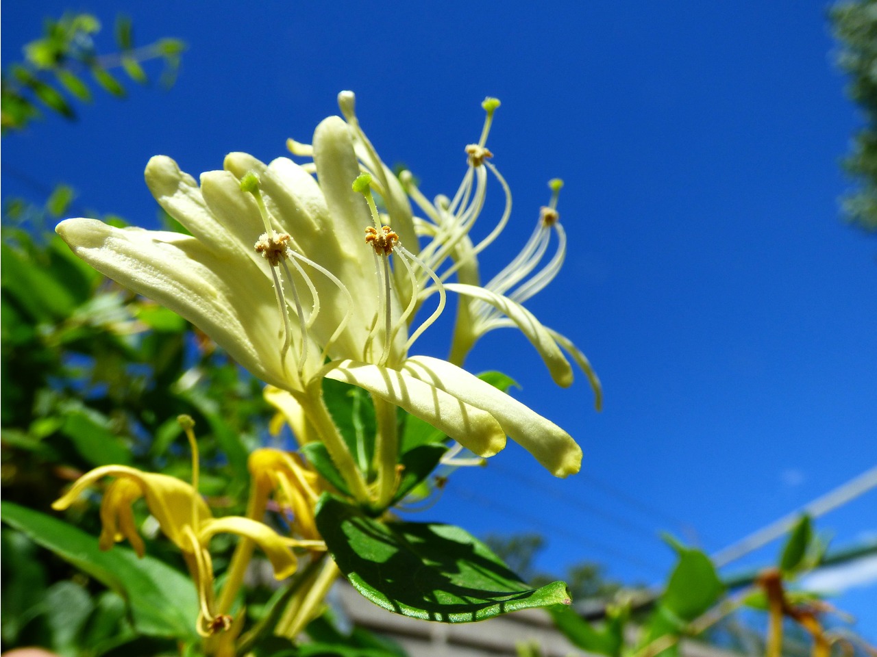 nature  flower  plant free photo