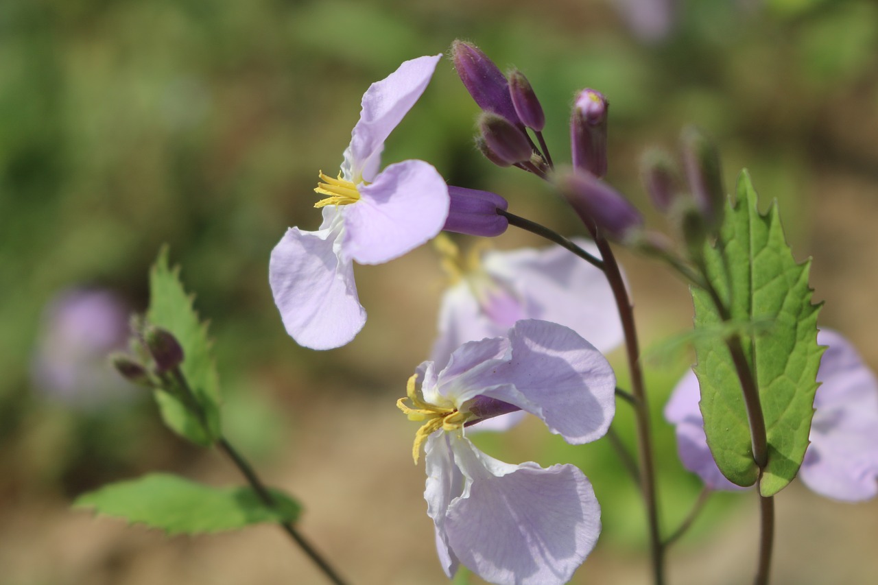 nature  flower  plant free photo