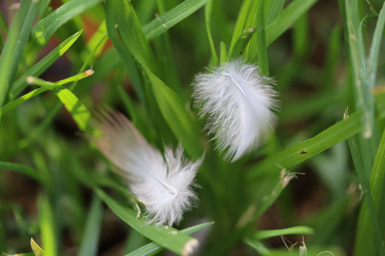 nature  flora  grass free photo