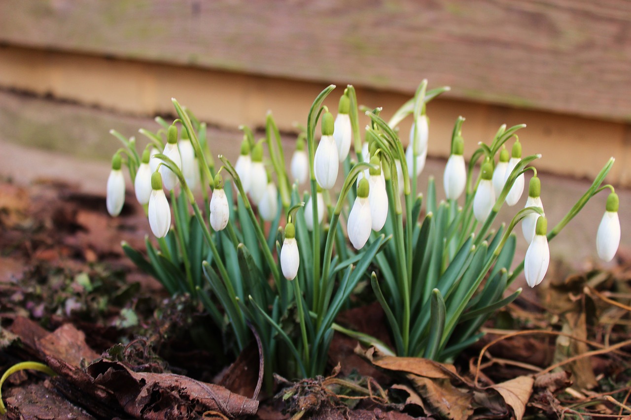 nature  plant  season free photo